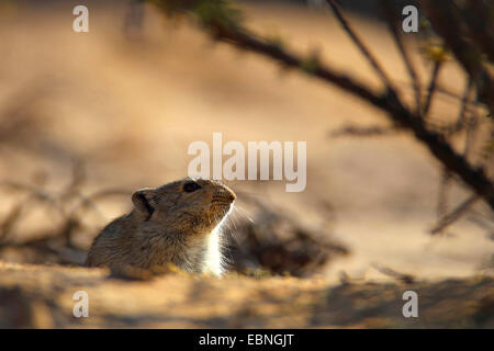 Brant die pfeifenden Ratte (Parotomys Brantsii), Pfeifen Ratte sieht aus der Burrow, Südafrika Kgalagadi Transfrontier National Park Stockfoto