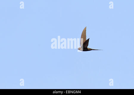 Afrikanische Palm Swift (Cypsiurus Parvus), fliegende Vogel, Südafrika, Pilanesberg National Park Stockfoto