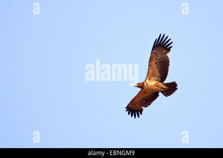 Tawny Adler (Aquila Rapax), fliegen unreifen Vogel, Südafrika Kgalagadi Transfrontier National Park Stockfoto