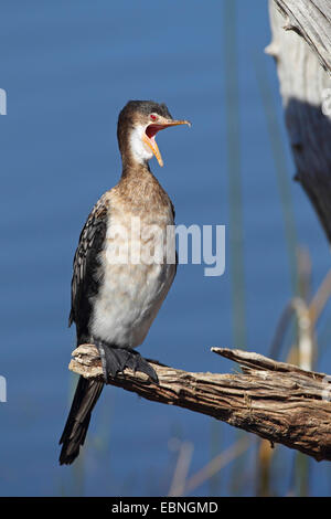 Reed Kormoran (Phalacrocorax Africanus), unreifen Vogel sitzt auf einem toten Baum und gähnt, Südafrika, Pilanesberg Nationalpark Stockfoto