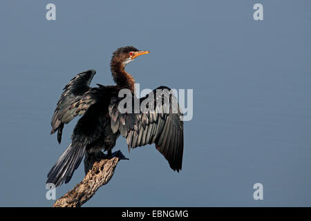 Reed Kormoran (Phalacrocorax Africanus), unreifen Vogel sitzt auf einem toten Baum und trocknet die Flügel, Südafrika, Pilanesberg Nationalpark Stockfoto