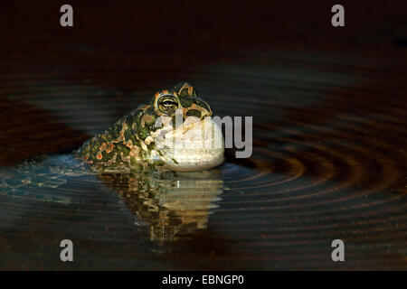 Grüne Kröte, bunte Kröte (Bufo Viridis), Männlich, ruft im flachen Wasser, Bulgarien Stockfoto