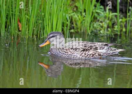 Gadwall (Anas Strepera, Mareca Strepera), weibliche schwimmen, Spiegelbild, Niederlande, Friesland Stockfoto