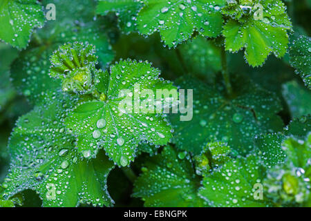 Frauenmantel (Alchemilla spec.), Regentropfen auf den Blättern Damen Mantel, Oberbayern, Oberbayern, Bayern, Deutschland Stockfoto