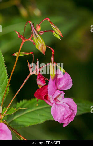 Drüsige Springkraut, indisches Springkraut, rote Springkraut, ornamentale Springkraut, des Polizisten Helm (Impatiens Glandulifera), Blume und junge Früchte, Deutschland, Bayern Stockfoto