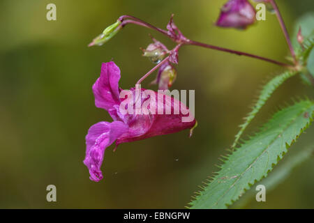 Drüsige Springkraut, indisches Springkraut, rote Springkraut, ornamentale Springkraut, des Polizisten Helm (Impatiens Glandulifera), Blume, Deutschland, Bayern, Isental Stockfoto