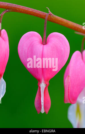 gemeinsamen Tränendes Herz (Dicentra Spectabilis), einzelne Blume Stockfoto