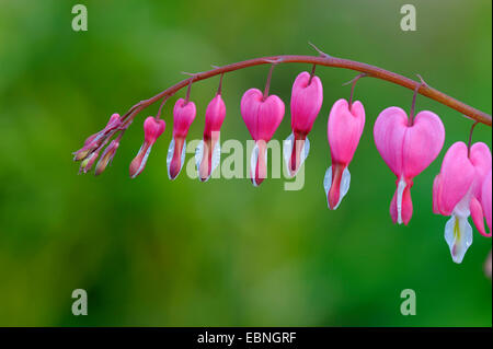 gemeinsamen Tränendes Herz (Dicentra Spectabilis), Blütenstand Stockfoto