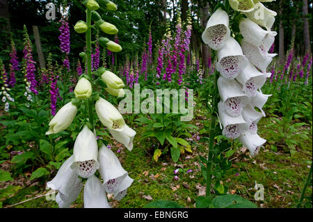gemeinsamen Fingerhut, lila Fingerhut (Digitalis Purpurea), Fingerhut in weiß und Pink auf einer Lichtung, Deutschland, Nordrhein-Westfalen Stockfoto