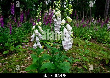 gemeinsamen Fingerhut, lila Fingerhut (Digitalis Purpurea), Fingerhut in weiß und Pink auf einer Lichtung, Deutschland, Nordrhein-Westfalen Stockfoto