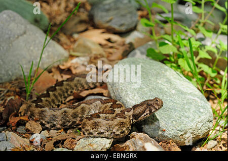 Nase-gehörnte Viper, gehörnte Viper, Langnasen-Viper (Vipera Ammodytes, Vipera Ammodytes Meridionalis), Weiblich, lauern auf Beute gut getarnt unter Steinen und Laub, Griechenland, Mazedonien, Kato Olympos Stockfoto
