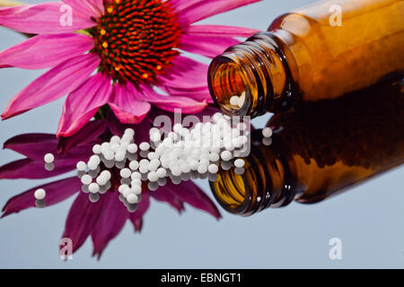 östlichen Sonnenhut (Echinacea Purpurea), Blüte neben homöopathischen Kügelchen aus einer Flasche Stockfoto