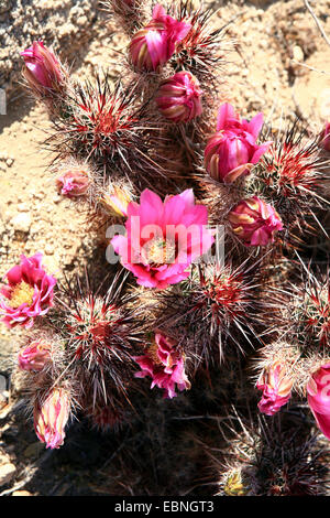 Calico Kaktus, Dolch-Wirbelsäule Igel, Engelmann s Indian Strawberry Igel, Nadel-Wirbelsäule Igel, Igel, lila-Spined Igel Kaktus, Erdbeere Igel (Echinocereus Engelmannii), blühen, USA, California, Joshua Tree Nationalpark Stockfoto