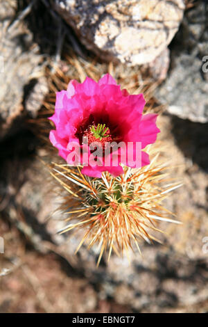 Calico Kaktus, Dolch-Wirbelsäule Igel, Engelmann s Indian Strawberry Igel, Nadel-Wirbelsäule Igel, Igel, lila-Spined Igel Kaktus, Erdbeere Igel (Echinocereus Engelmannii), blühen, USA, California, Joshua Tree Nationalpark Stockfoto