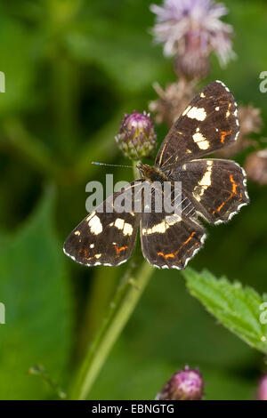 Stadtplan Schmetterling, Sommerform (Araschnia Levana F. Prorsa), Vorbild für die Sommer-Generation, Deutschland Stockfoto