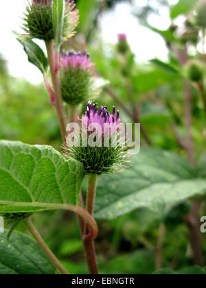 gemeinsamen Klette, weniger Klette (Arctium minus), blühen, Deutschland Stockfoto