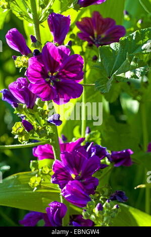 Zebrina Malve (Malva Sylvestris SSP. Mauritiana, Malva Sylvestris var. Mauritiana, Malva Mauritiana), blühen Stockfoto