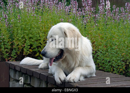 Golden Retriever (Canis Lupus F. Familiaris), männliche liegen auf einer Bank vor rosa Blüten Stockfoto