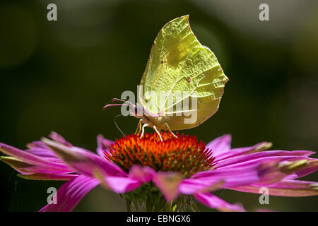 Zitronenfalter (Gonepteryx Rhamni), sitzt auf einem Sonnenhut, Deutschland, Nordrhein-Westfalen Stockfoto