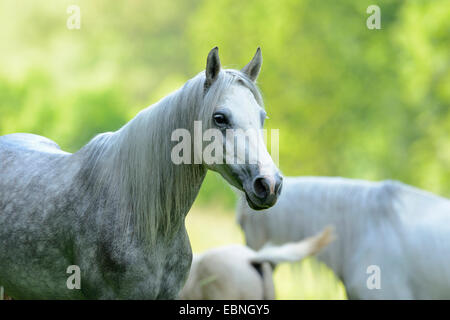 Connemara Pony (Equus Przewalskii F. Caballus), Portrait auf einer Koppel, Deutschland Stockfoto