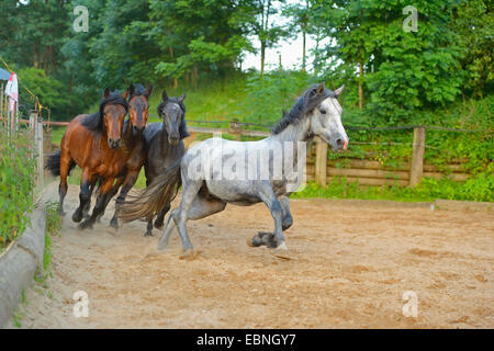 Connemara Pony (Equus Przewalskii F. Caballus), Connemara Pferde laufen auf einer Koppel, Deutschland Stockfoto