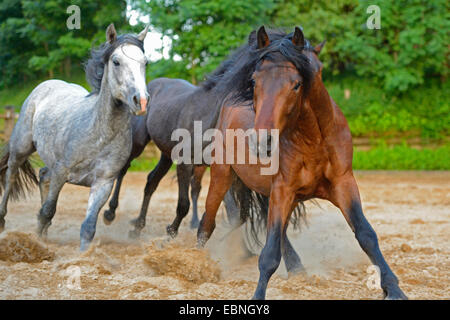 Connemara Pony (Equus Przewalskii F. Caballus), Connemara Pferde laufen auf einer Koppel, Deutschland Stockfoto