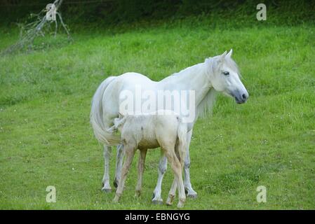 Connemara Pony (Equus Przewalskii F. Caballus), Stute mit ihrem Fohlen auf einer großen Koppel, Deutschland Stockfoto