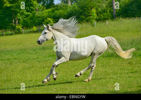 Connemara Pony (Equus Przewalskii F. Caballus), läuft auf einer großen Koppel, Deutschland Stockfoto