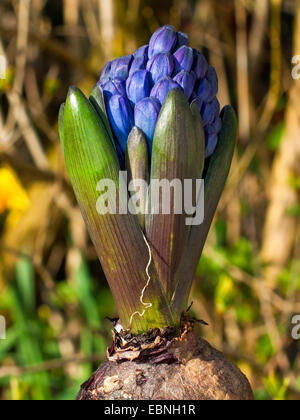 Jacinthe (Hyacinthus Orientalis-Hybride), Jacinthe im Keim zu ersticken Stockfoto