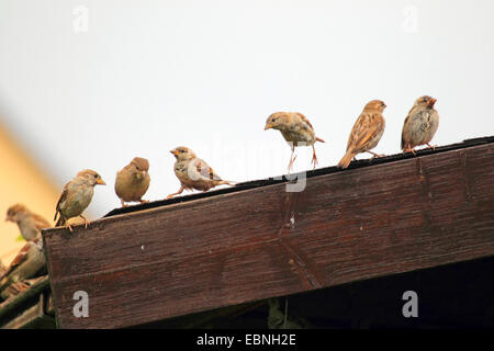 Haussperling (Passer Domesticus), mehrere Spatzen auf dem Dach, Deutschland Stockfoto