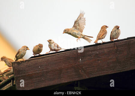 Haussperling (Passer Domesticus), Spatzen auf dem Dach, Deutschland Stockfoto