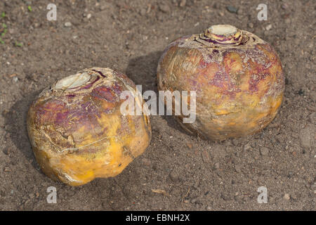 Steckrüben, Schwede, Rübe, gelbe Rübe, Neep, Wurzel, Rübe (Brassica Napus Subspecies Rapifera, Brassica Napus Rapifera, Brassica Rapifera), zwei geernteten Steckrüben, Deutschland Stockfoto