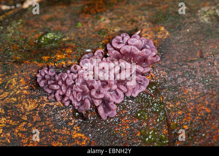lila Jellydisc (Ascocoryne Sarcoides), auf Totholz, Deutschland Stockfoto