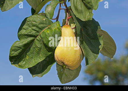 Quitte (Cydonia Oblonga), Reife Quitte auf Zweig Stockfoto