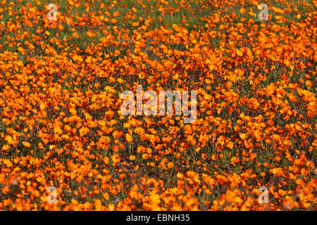 Namaqualand Daisy, Kap-Ringelblume (Dimorphotheca Sinuata), schwankend Daisys durch den Wind, verschwommen, Südafrika, Namaqua Nationalpark Stockfoto