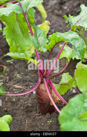 Rote Bete, Wurzel Rübe, Mangel Wurzel Garten Rüben (Beta Vulgaris) im Gemüsebeet, Deutschland Stockfoto