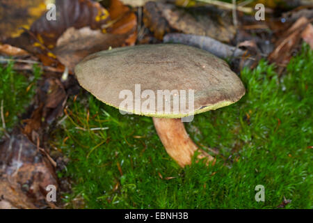 Wildleder Bolete, braun und gelb Bolet, Boring brown Bolete, gelb-geknackt Bolete (Xerocomus Ferrugineus, Boletus Ferrugineus, Xerocomus Subtomentosus var Ferrugineus Boletus Citrinovirens), einzigen Fruchtkörper in Moos auf Waldboden, Deutschland Stockfoto