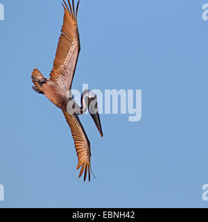 brauner Pelikan (Pelecanus Occidentalis), Altvogel drückt ins Wasser für den Fang von Fischen, USA, Florida Stockfoto