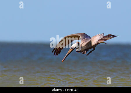 brauner Pelikan (Pelecanus Occidentalis), Altvogel drückt ins Wasser für den Fang von Fischen, USA, Florida Stockfoto