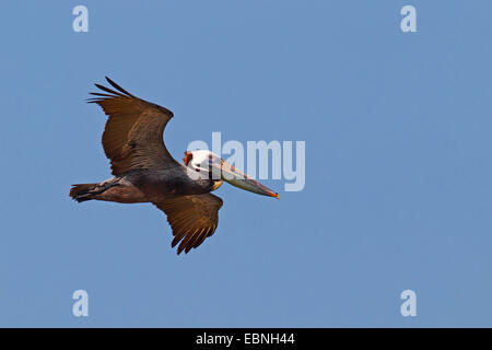 brauner Pelikan (Pelecanus Occidentalis), Erwachsenen Vogel fliegen, USA, Florida Stockfoto