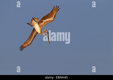 brauner Pelikan (Pelecanus Occidentalis), drückt in das Wasser für den Fang von Fischen, USA, Florida Stockfoto