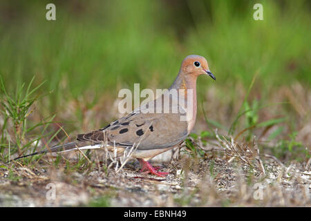 Trauer Taube (Zenaida Macroura), sitzen auf dem Boden, USA, Florida Stockfoto