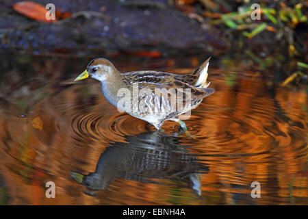 Sora Crake (Porzana Carolina), auf der Suche nach Nahrung im flachen Wasser, USA, Florida, Merritt Island Stockfoto