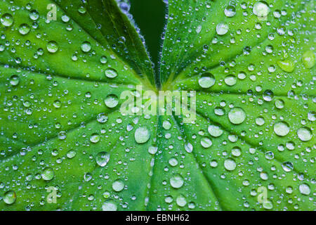 Frauenmantel (Alchemilla spec.), Regentropfen auf Blatt Damen Mantel, Oberbayern, Oberbayern, Bayern, Deutschland Stockfoto