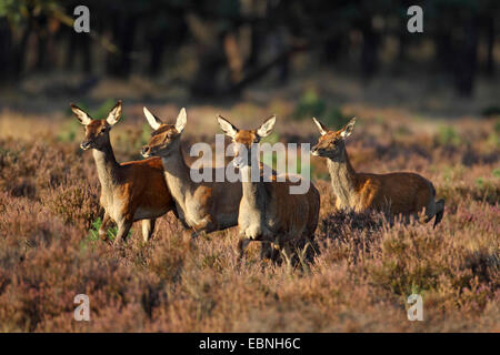 Rothirsch (Cervus Elaphus), eine Gruppe von Frauen gehen in der Heide, Niederlande, Hoge Veluwe National Park Stockfoto