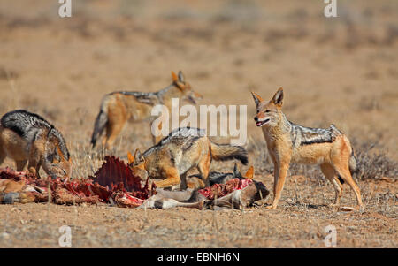 Black-backed Jackal (Canis Mesomelas), Gruppe Essen an einem Toten Gnus, Südafrika, Kgalagadi Transfrontier National Park Stockfoto