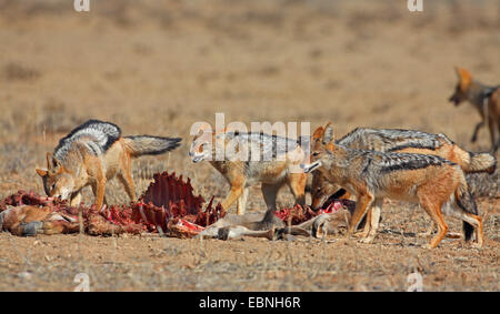 Black-backed Jackal (Canis Mesomelas), Gruppe Essen an einem Toten Gnus, Südafrika, Kgalagadi Transfrontier National Park Stockfoto