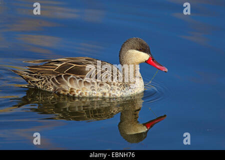 rot-billed Pintail (Anas Erythrorhyncha), Schwimmen, Spiegel Bild, Südafrika, Barberspan Bird Sanctuary Stockfoto