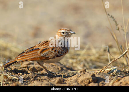 Sabota Lerche (Mirafra Sabota), stehend auf dem Boden, Südafrika, Pilanesberg National Park Stockfoto