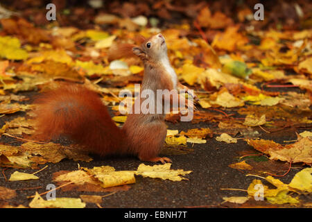 Europäische Eichhörnchen, eurasische Eichhörnchen (Sciurus Vulgaris), auf den Hinterbeinen stehend und nachschlagen, Deutschland, Sachsen Stockfoto